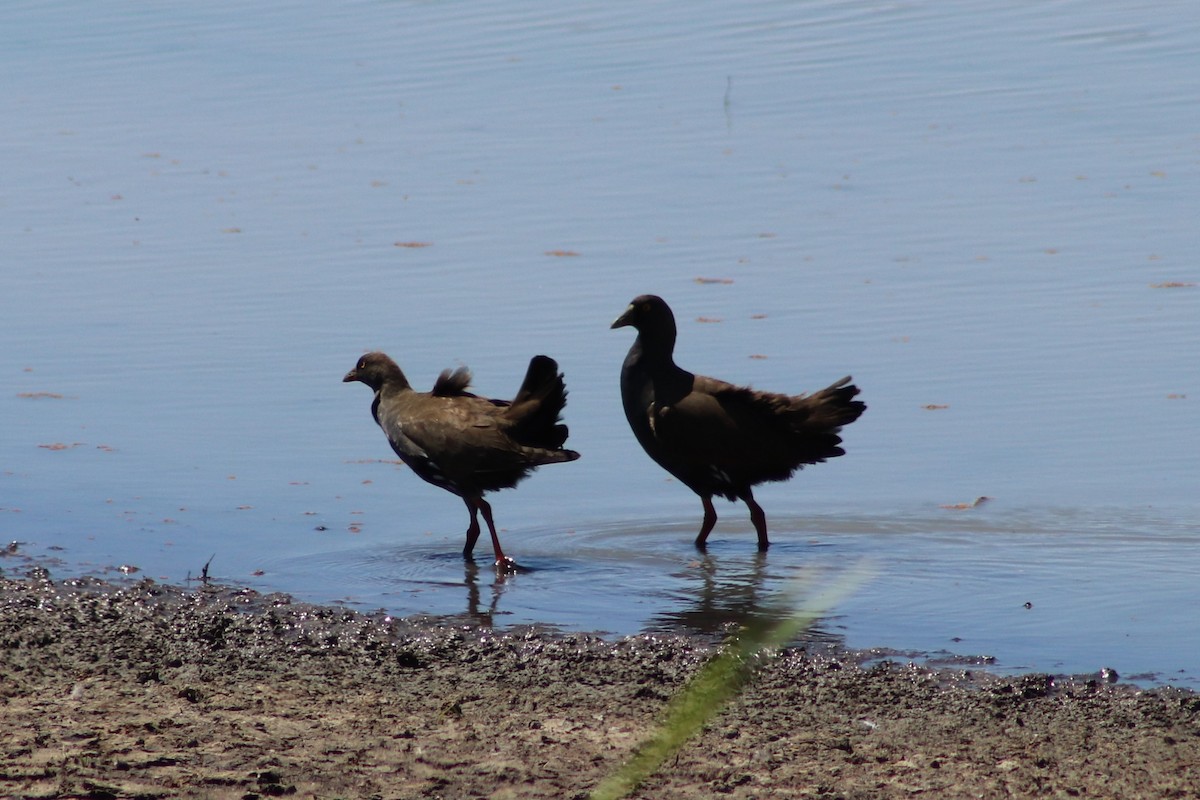 Black-tailed Nativehen - ML645932343