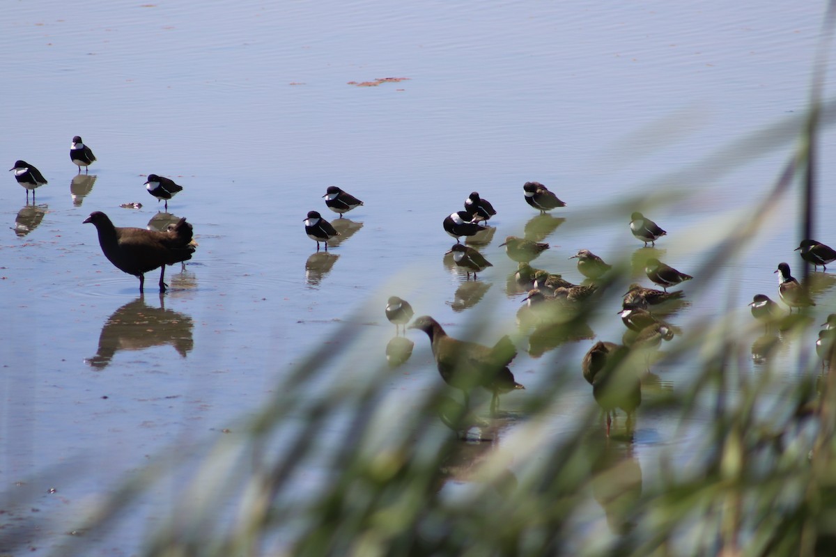 Red-kneed Dotterel - ML645932348