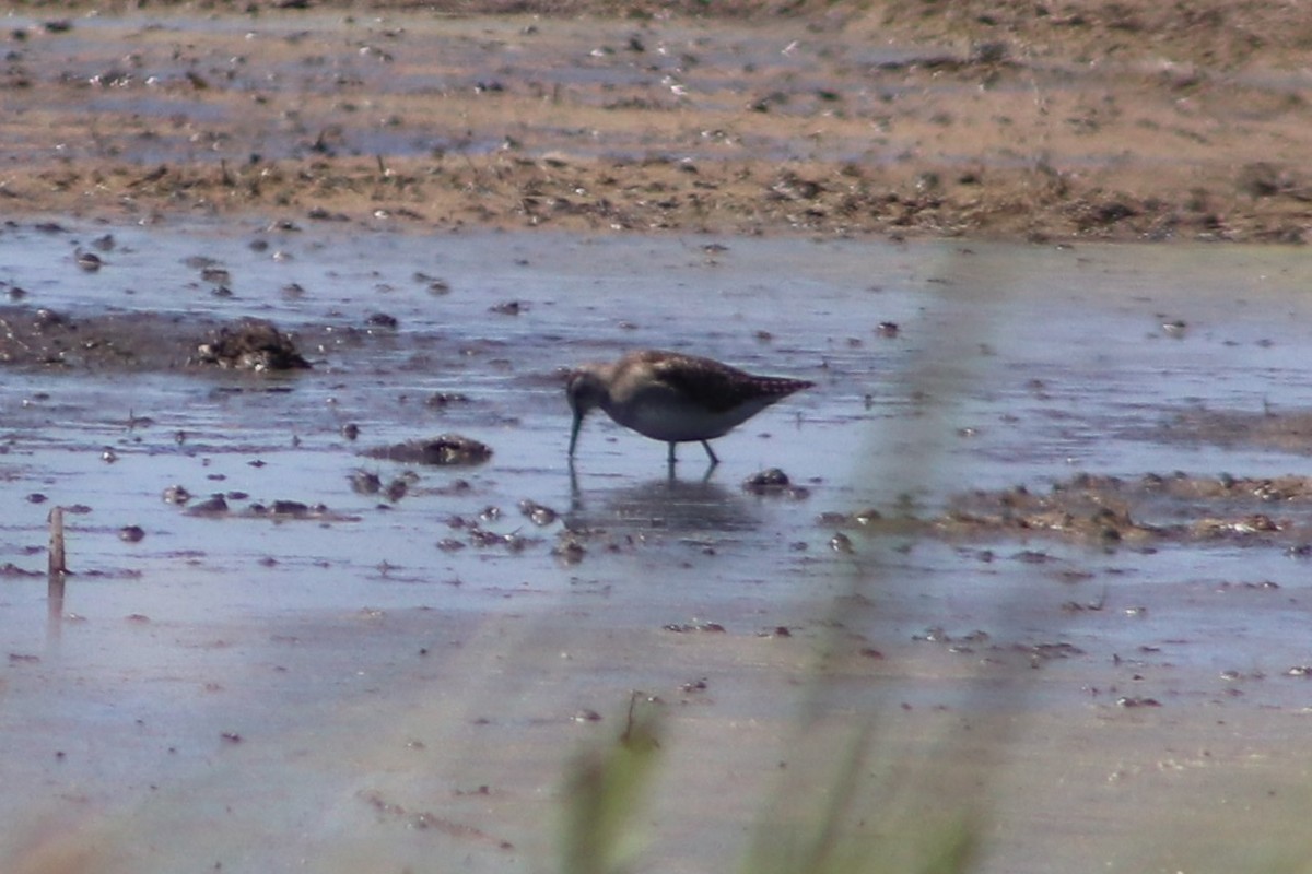 vodouš bahenní - ML645932349