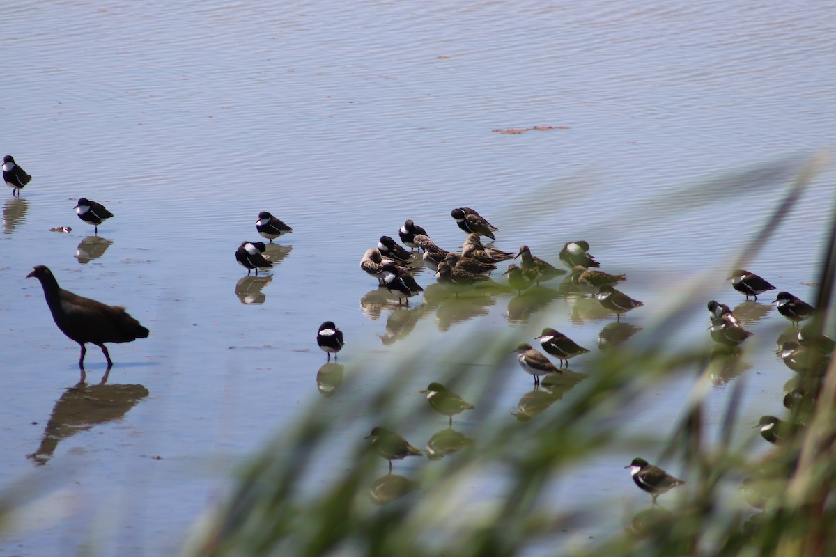 Sharp-tailed Sandpiper - ML645932352