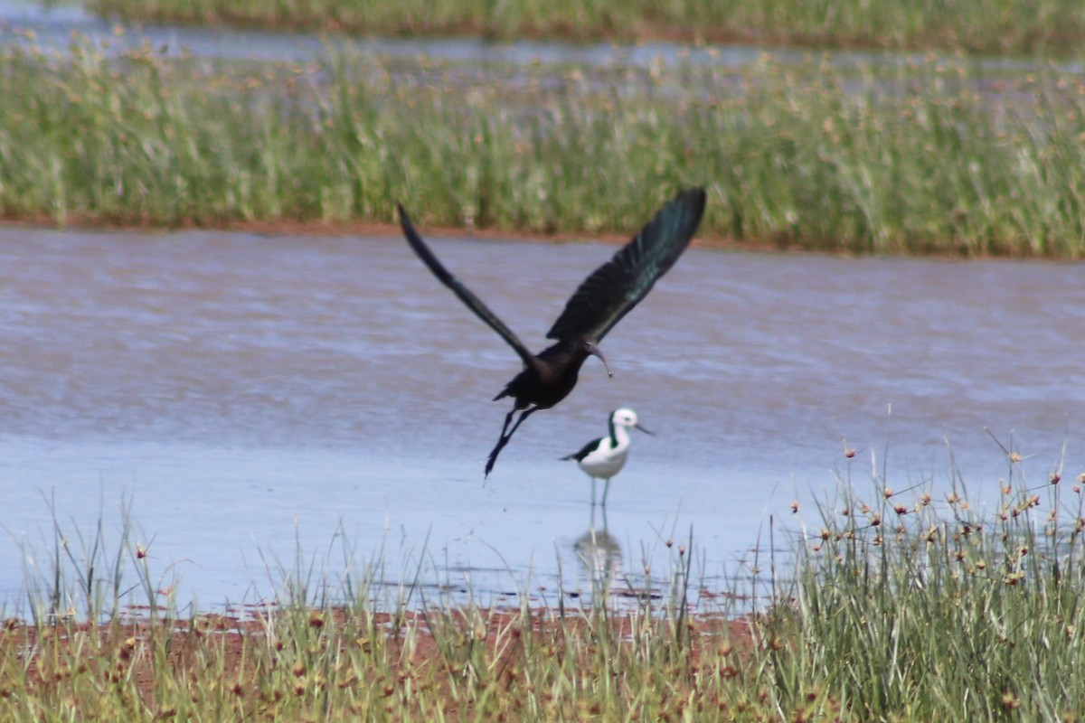Glossy Ibis - ML645932356