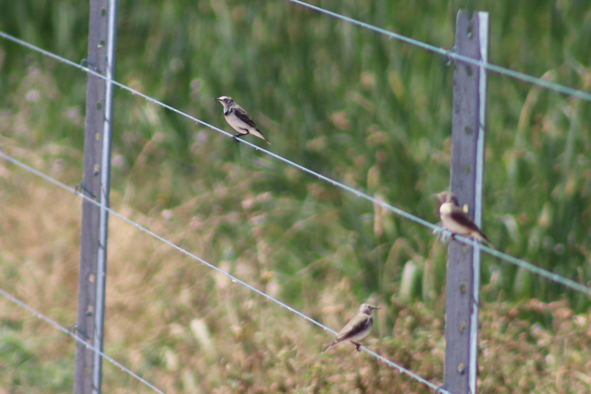 White-fronted Chat - ML645932358