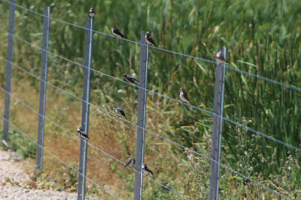 White-fronted Chat - ML645932359