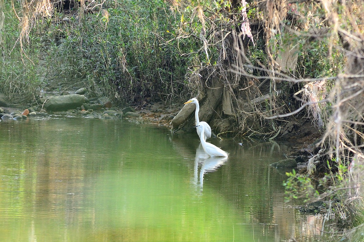 Great Egret - ML645932360