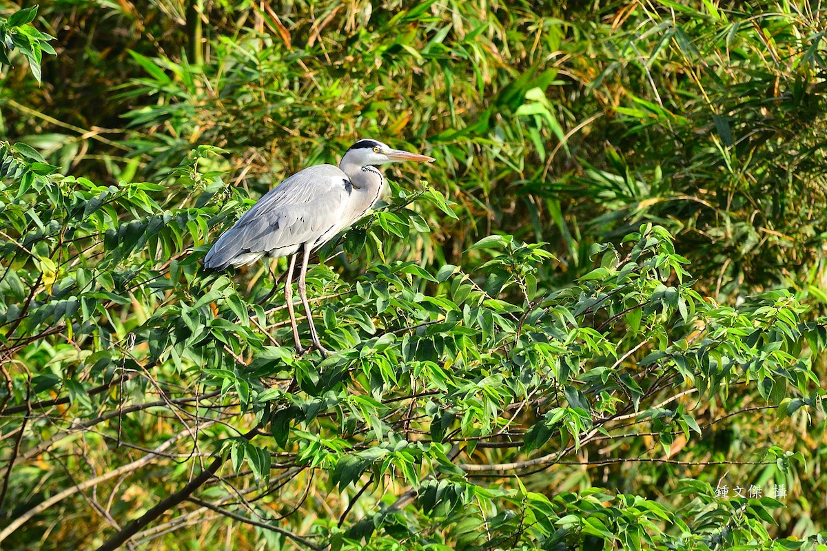 Gray Heron - ML645932362
