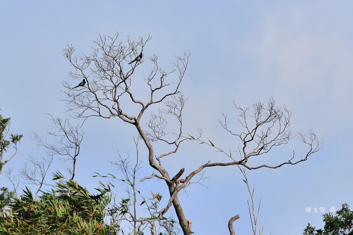 Oriental Magpie - ML645932364