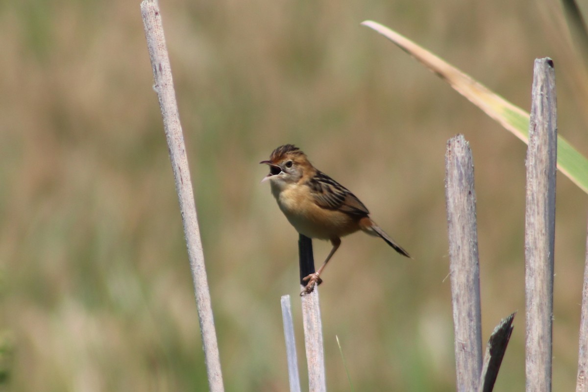 Golden-headed Cisticola - ML645932365