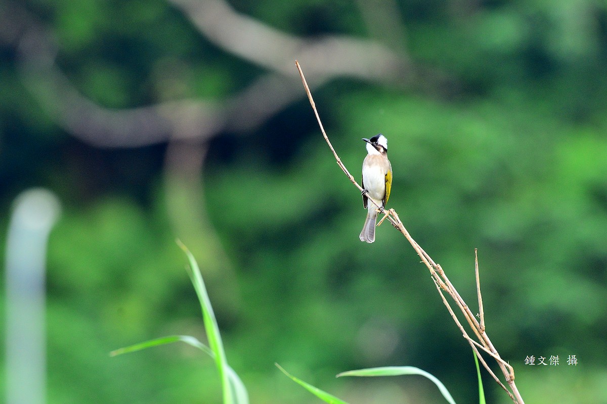 Light-vented Bulbul - ML645932366