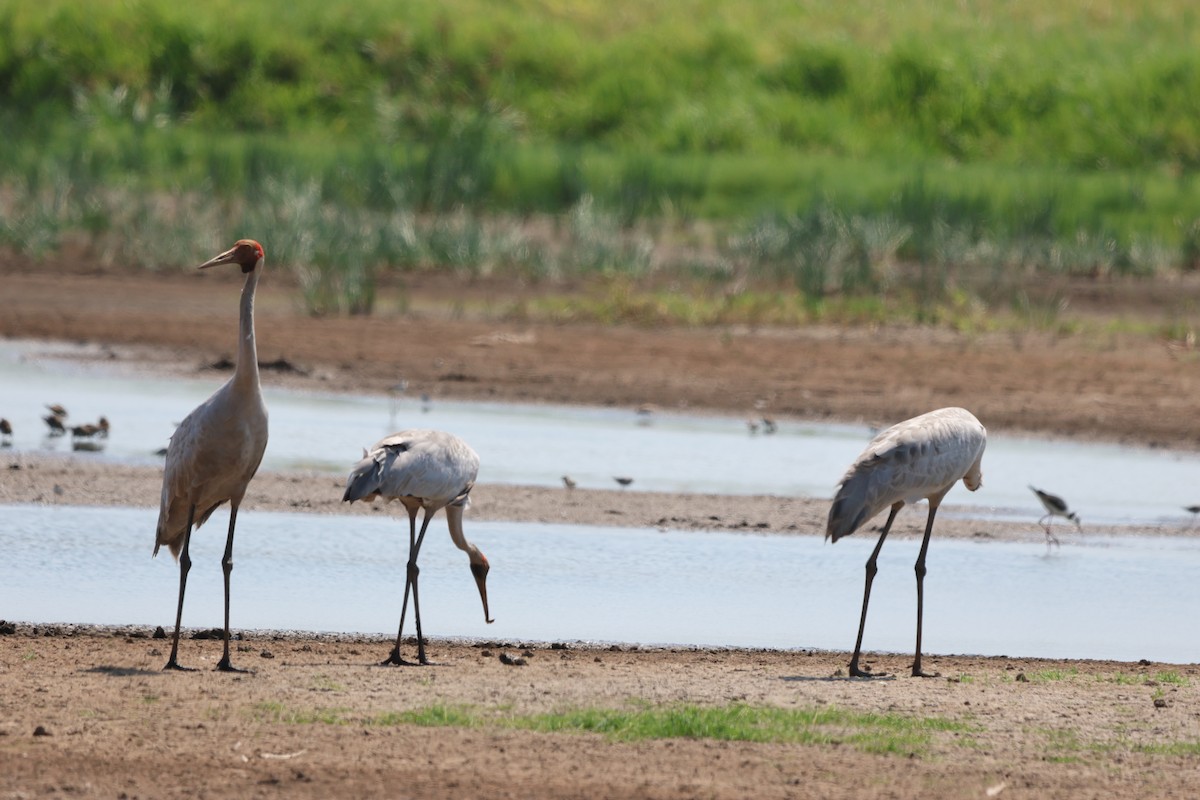 Австралийский журавль - ML645932370