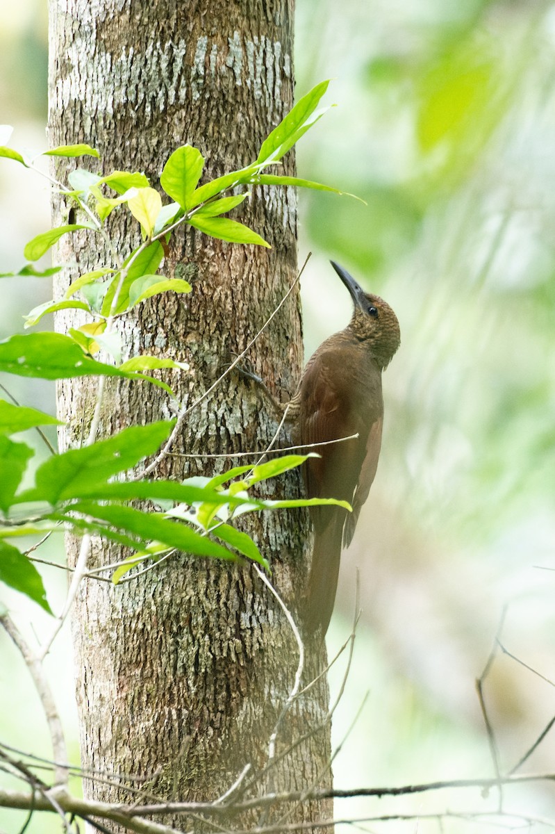 Northern Barred-Woodcreeper - ML645932372