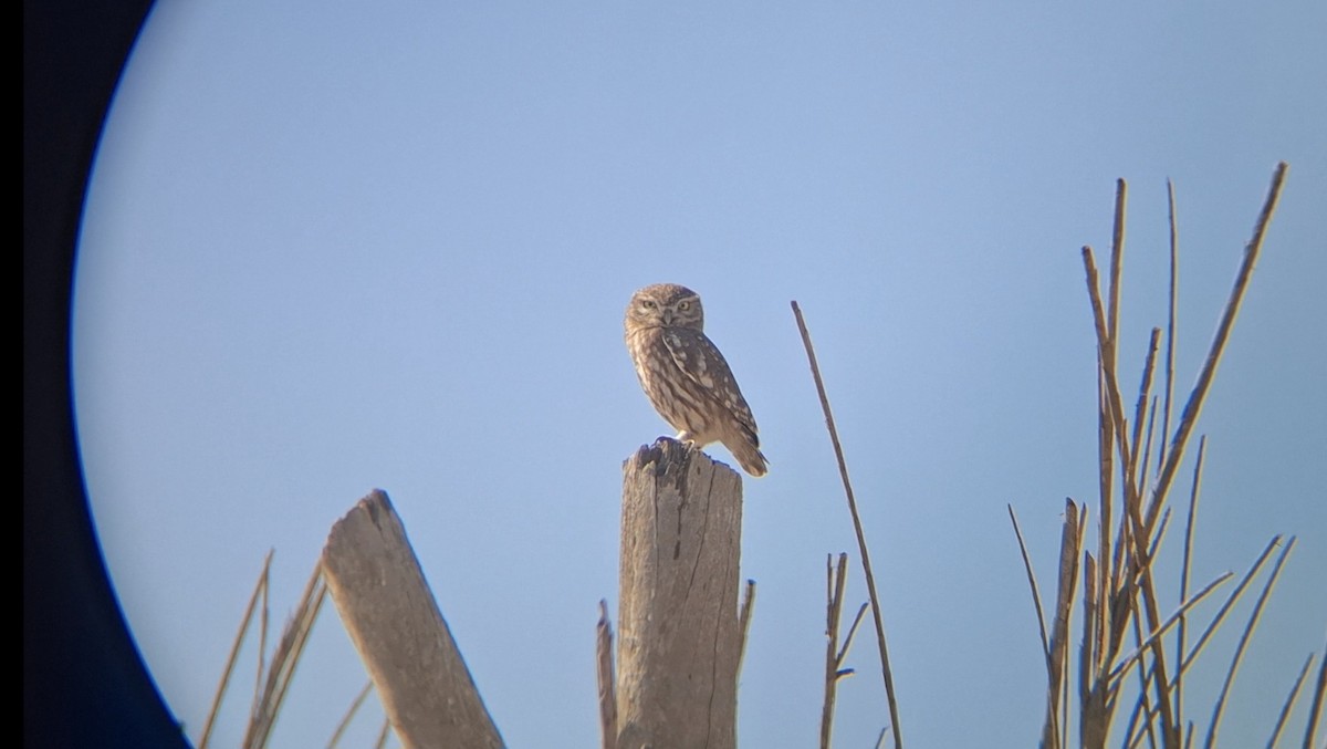 Домовый сыч - ML645932377