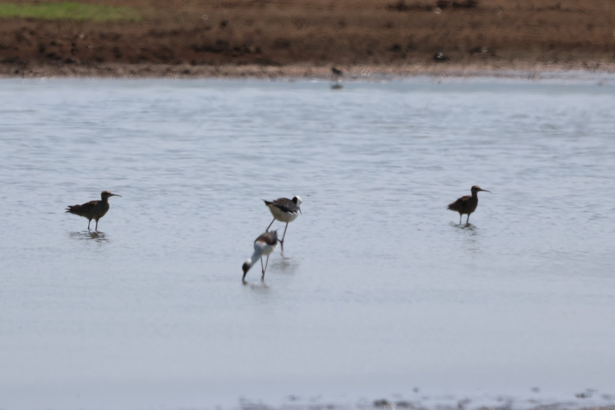 Кроншнеп-малютка - ML645932378
