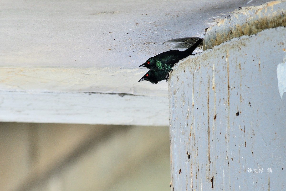 Красноглазый скворец - ML645932379