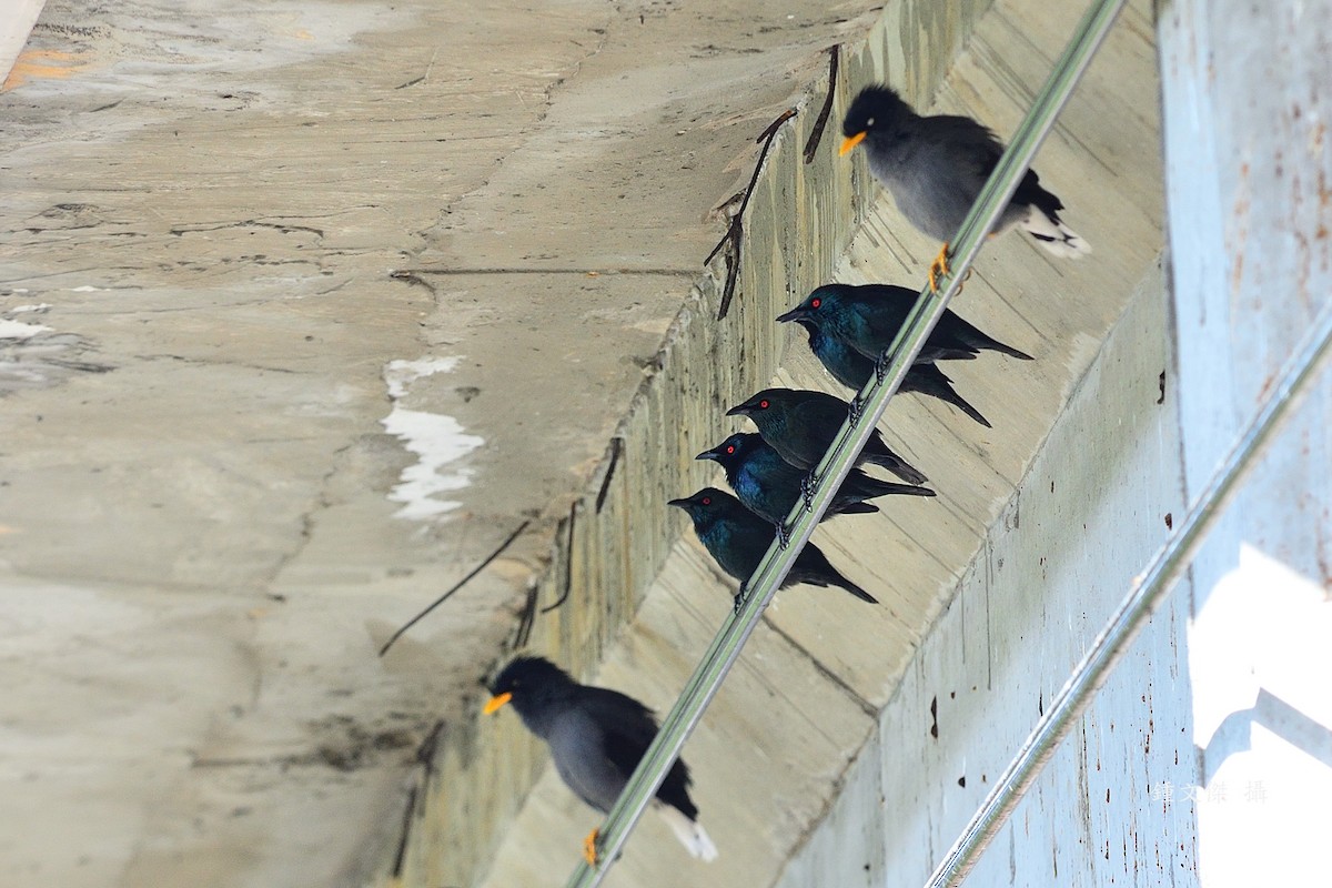 Красноглазый скворец - ML645932380