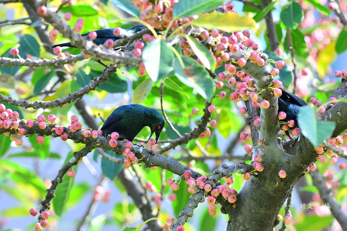 Красноглазый скворец - ML645932381