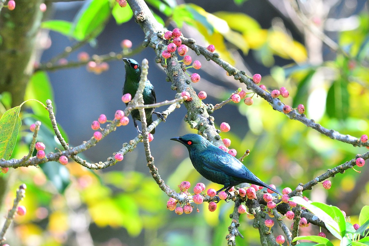 Красноглазый скворец - ML645932382
