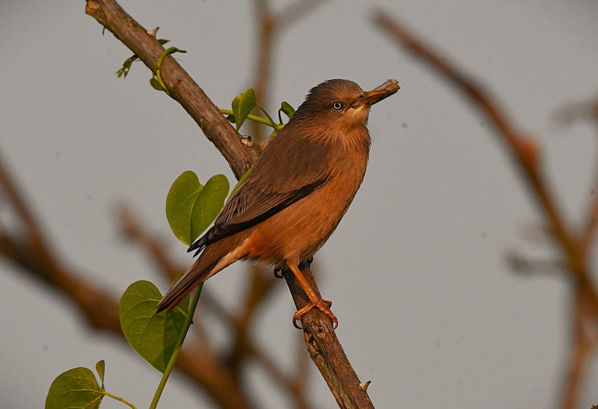Сероголовый скворец - ML645932383