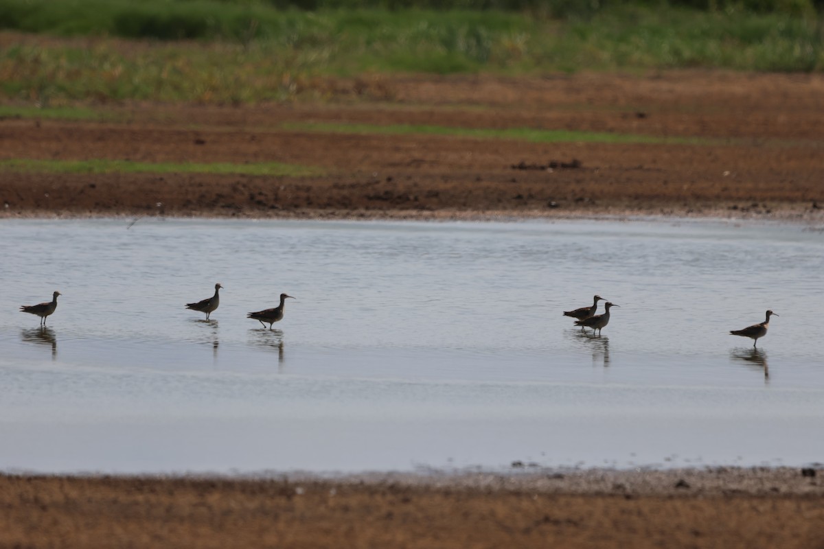 Кроншнеп-малютка - ML645932384