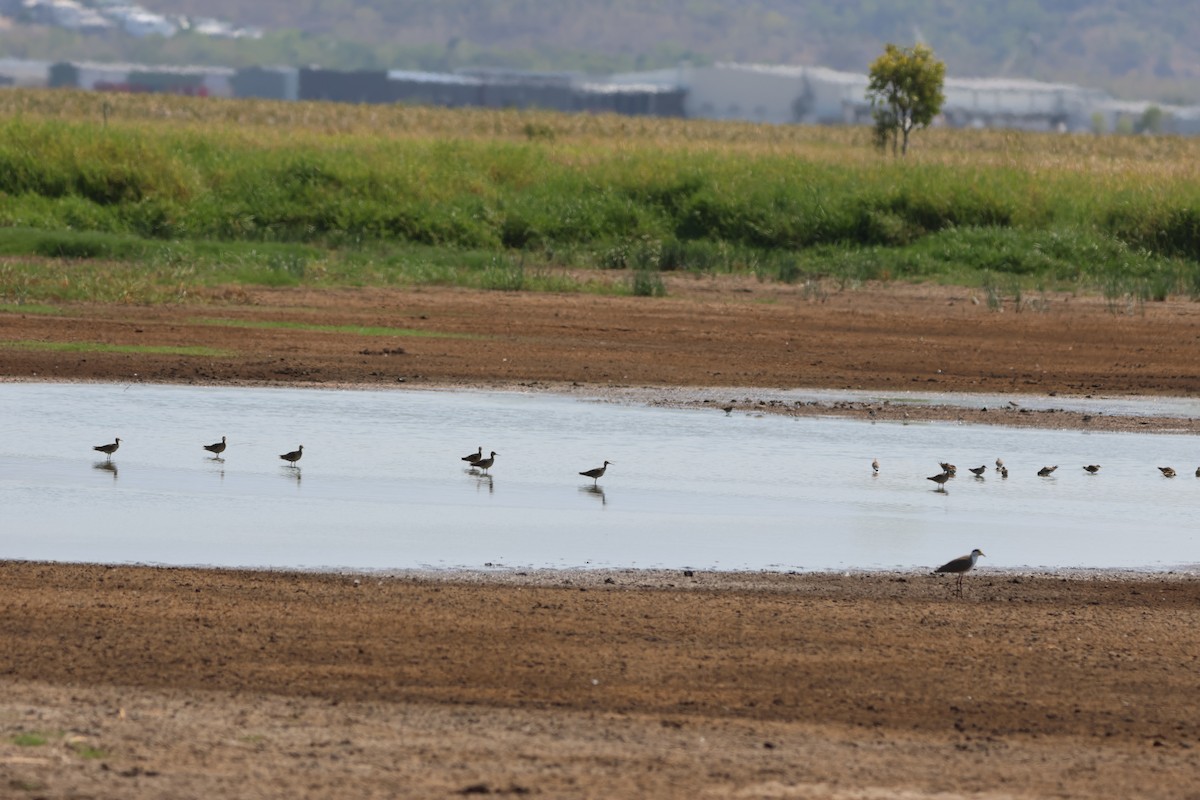 Кроншнеп-малютка - ML645932385