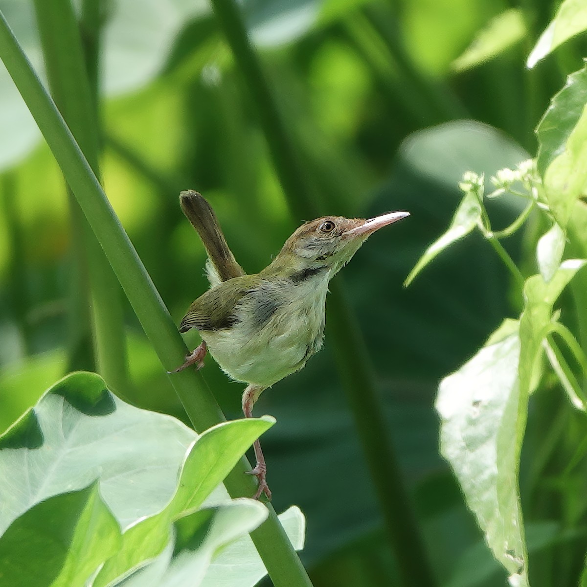 Красношапочная портниха - ML645932388