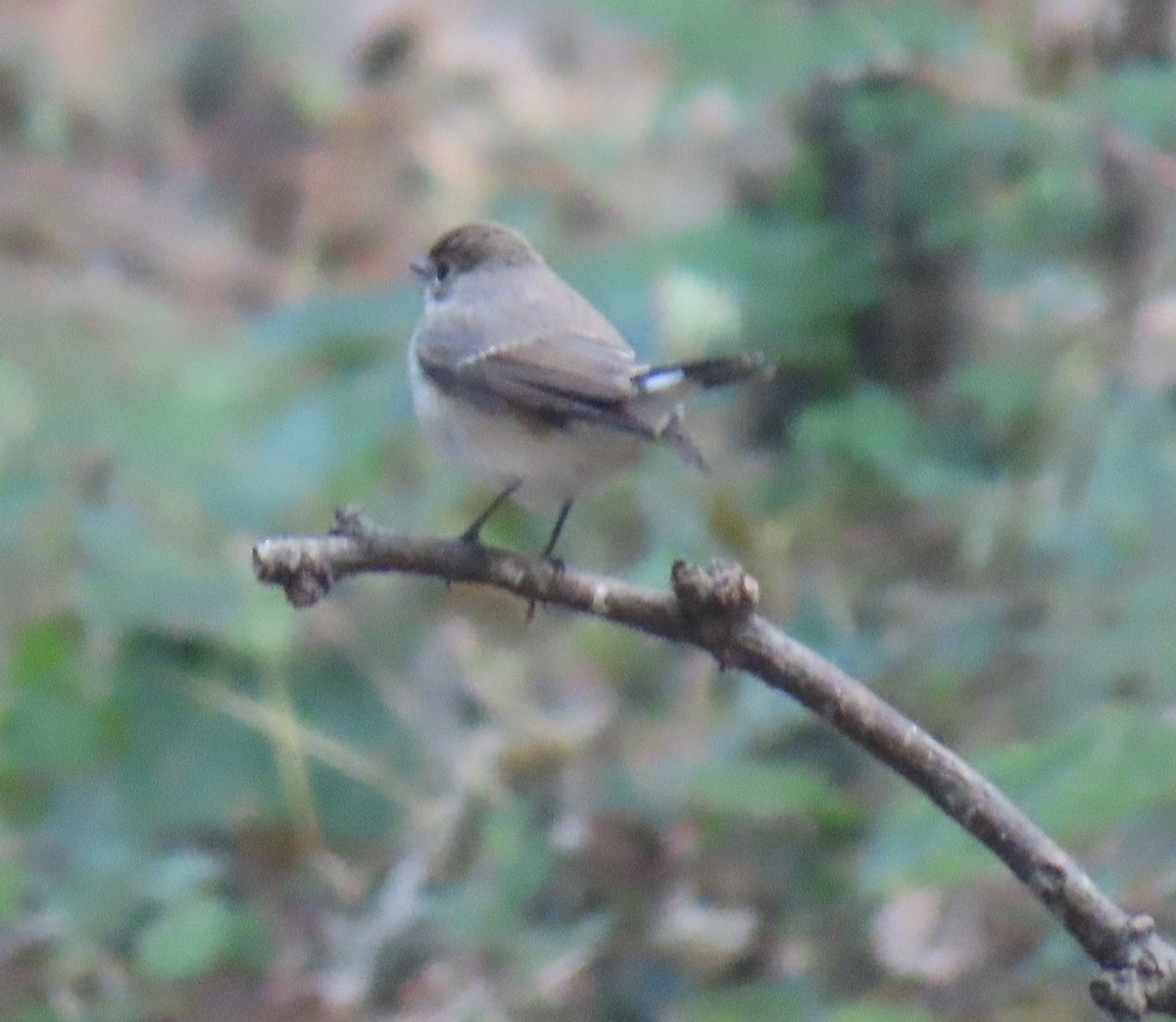 Восточная малая мухоловка - ML645932389