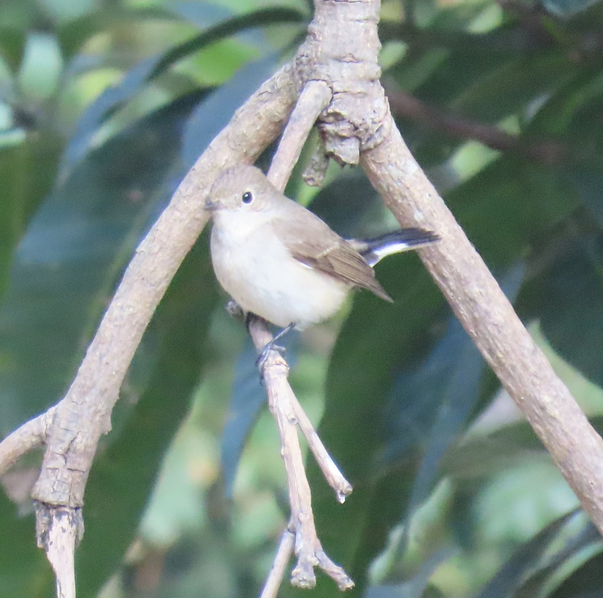 Восточная малая мухоловка - ML645932390