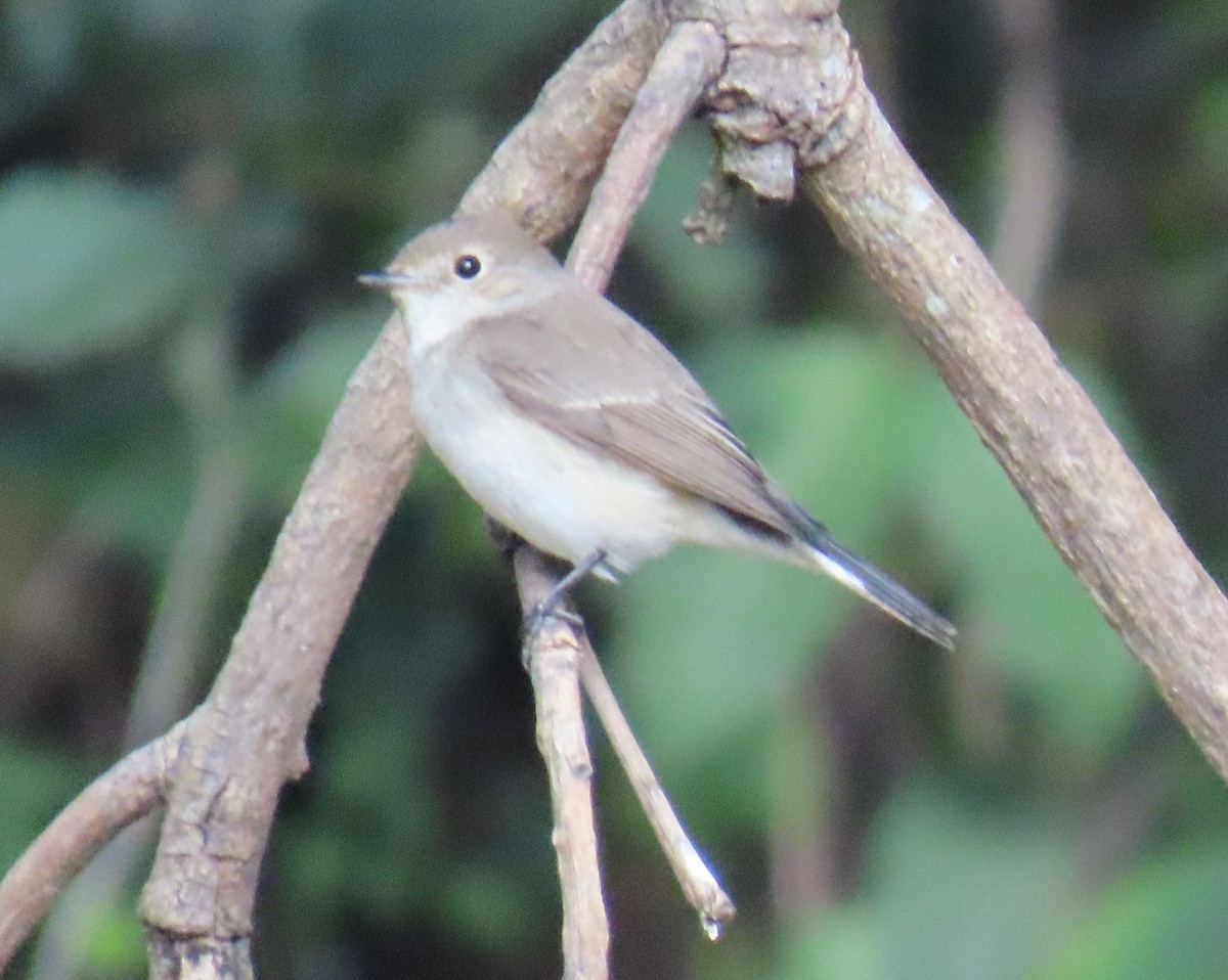 Восточная малая мухоловка - ML645932391