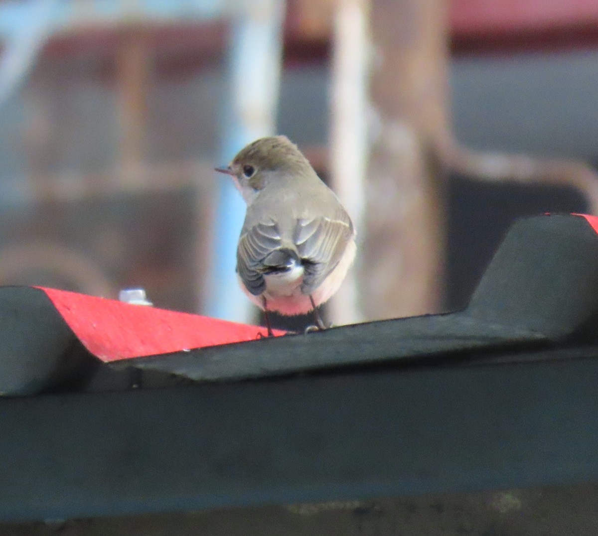 Восточная малая мухоловка - ML645932392