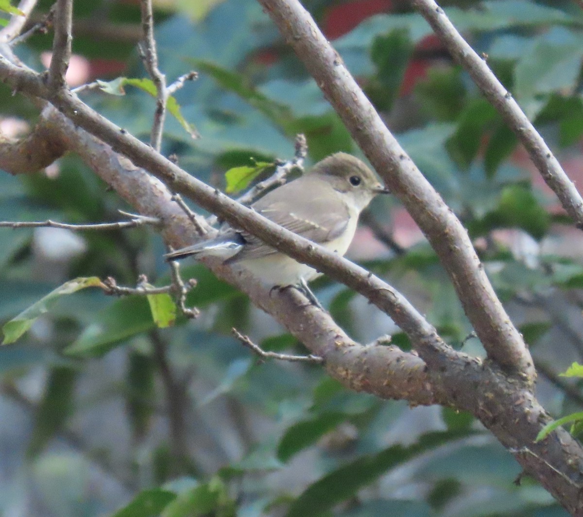 Восточная малая мухоловка - ML645932393