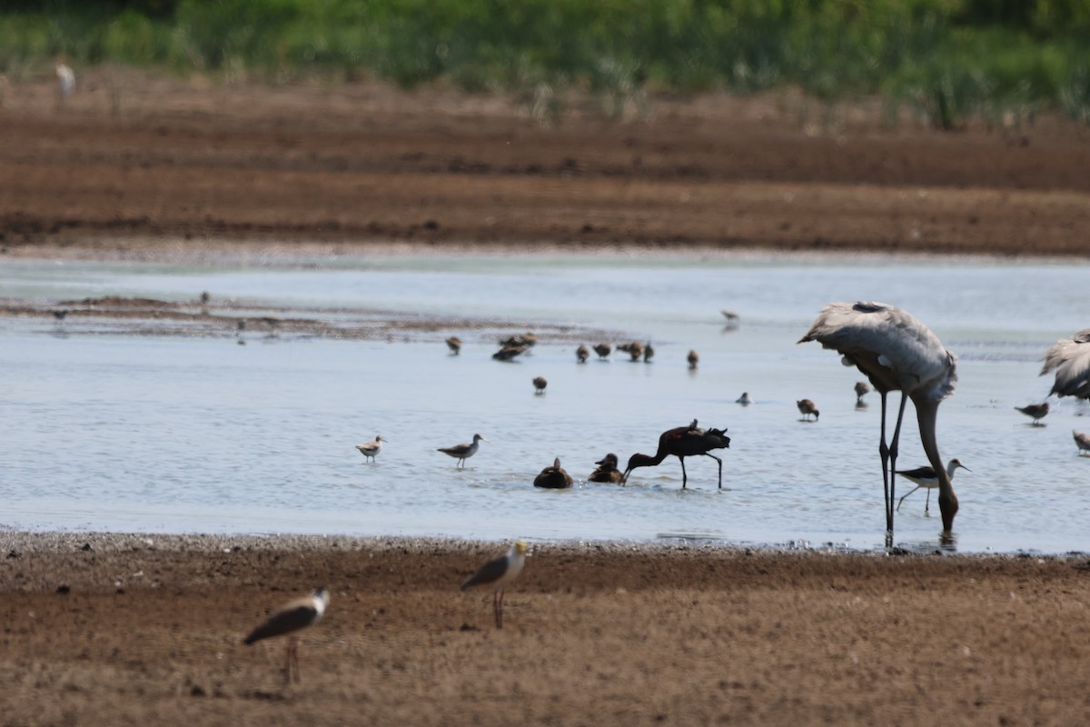 Поручейник - ML645932394