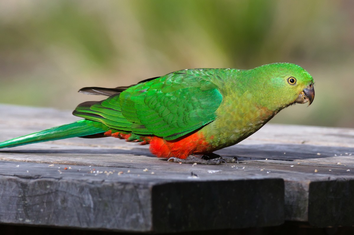 Королевский попугай - ML645932395