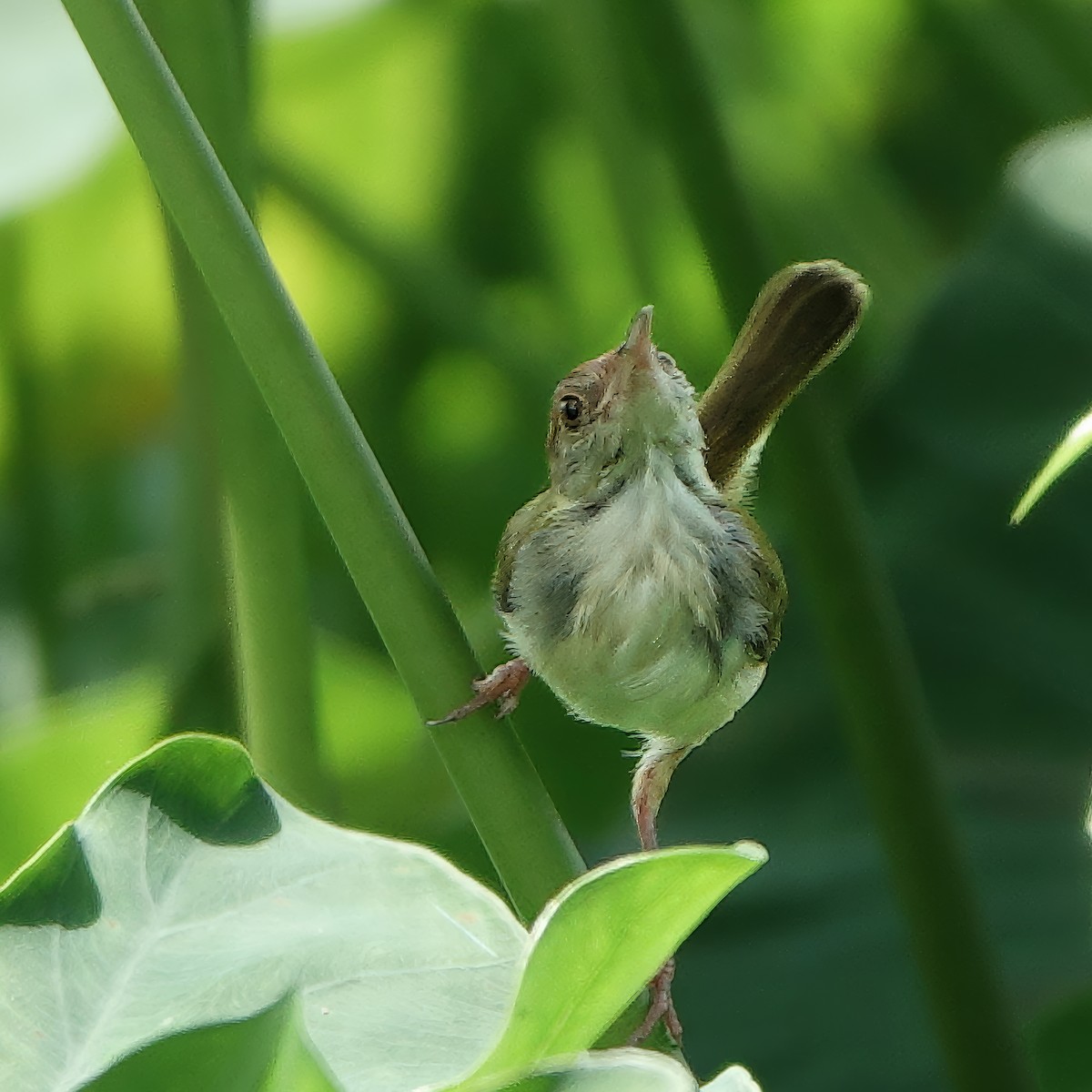 Красношапочная портниха - ML645932396