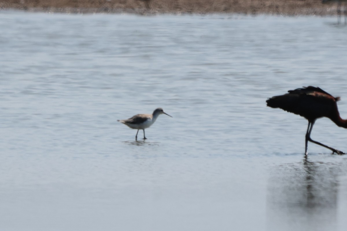 Поручейник - ML645932397