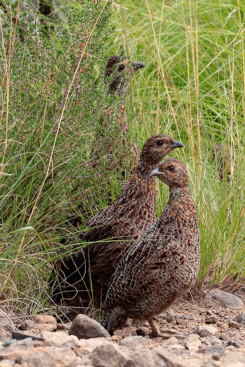 Серокрылый франколин - ML645932398