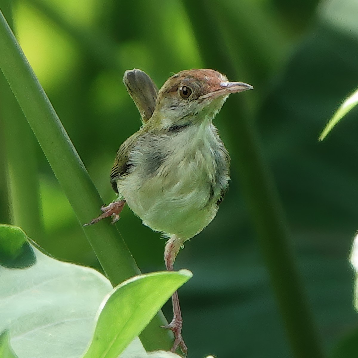 Красношапочная портниха - ML645932399