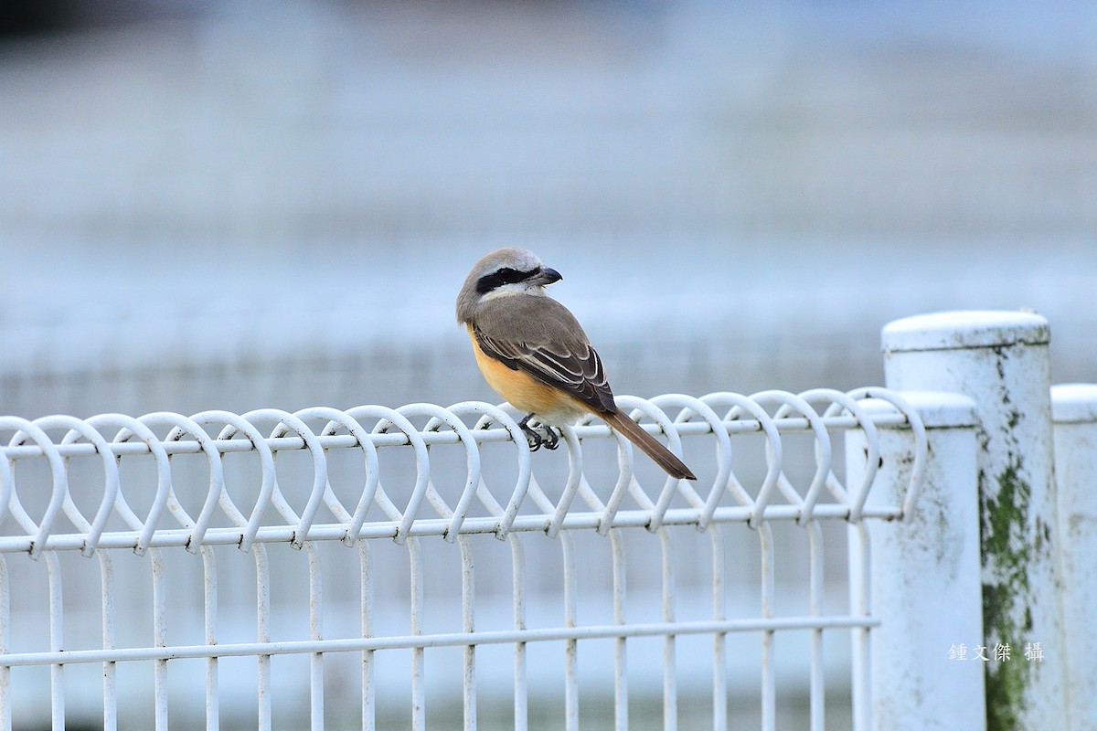 Сибирский жулан - ML645932400