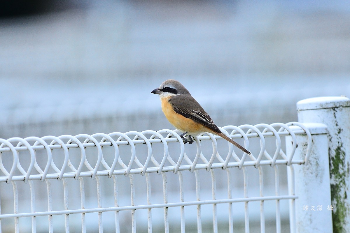 Сибирский жулан - ML645932401