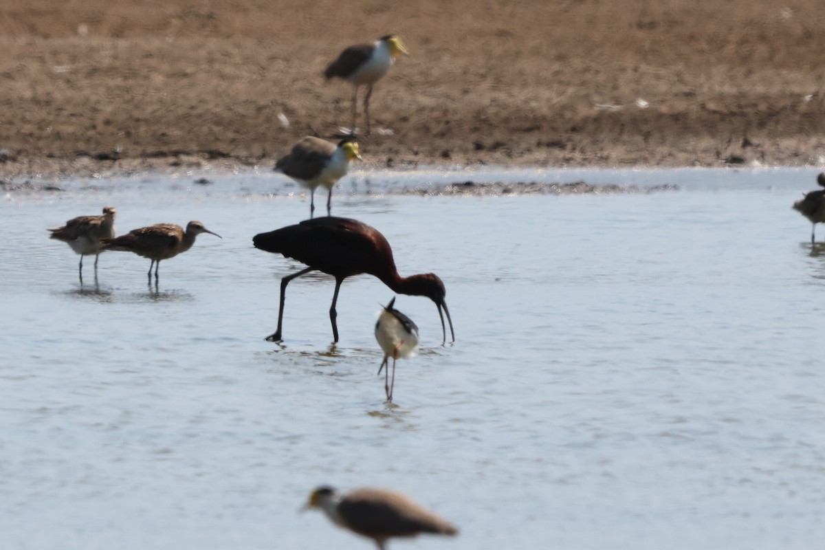 Каравайка - ML645932403