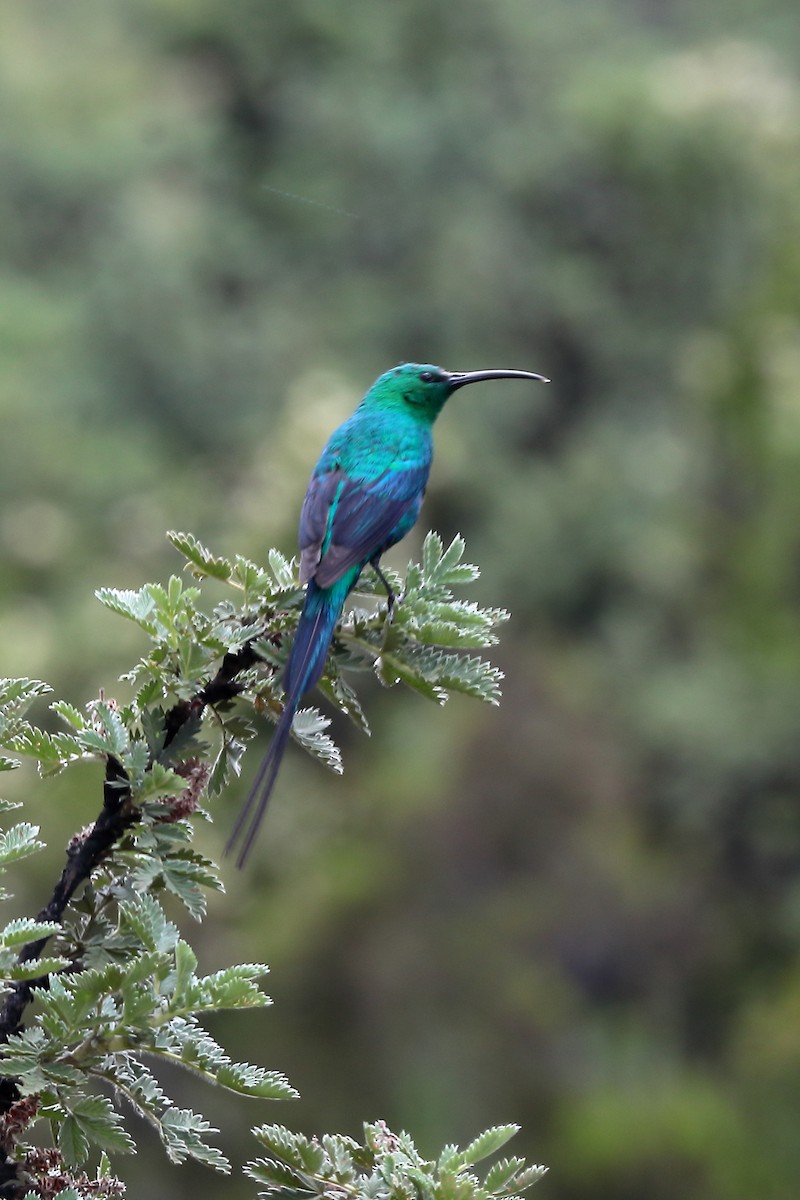 Малахитовый зимородок - ML645932406