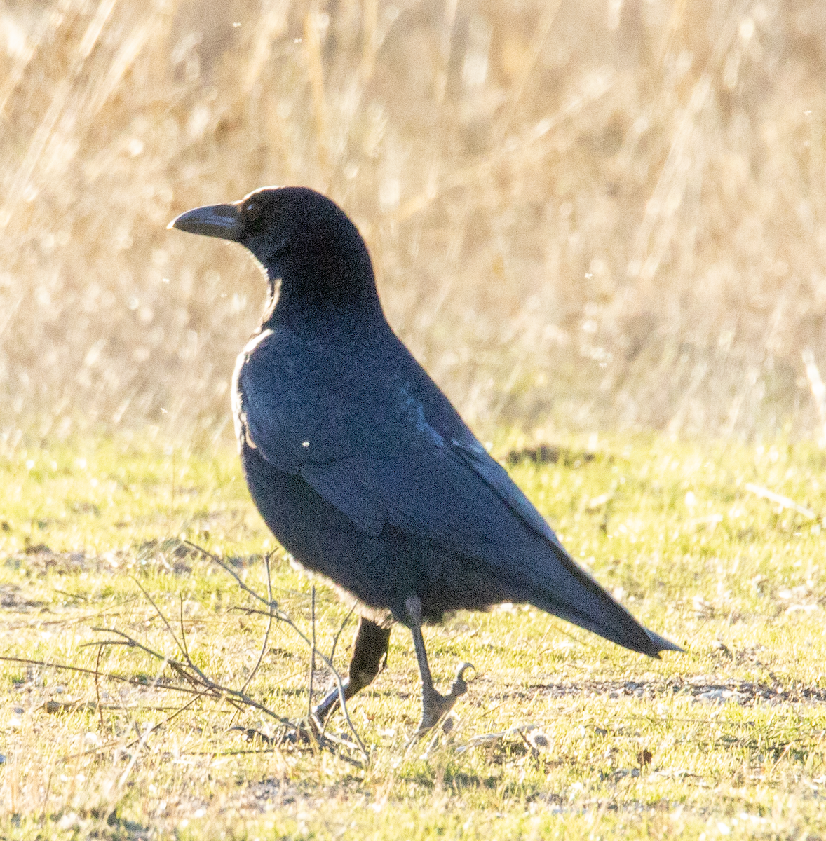 Чёрная ворона - ML645932407