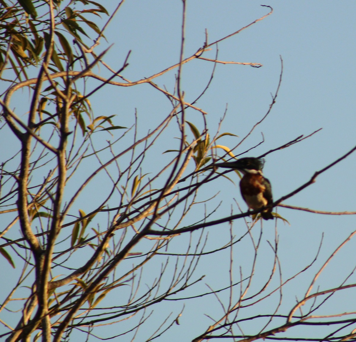 Амазонский зимородок - ML645932408