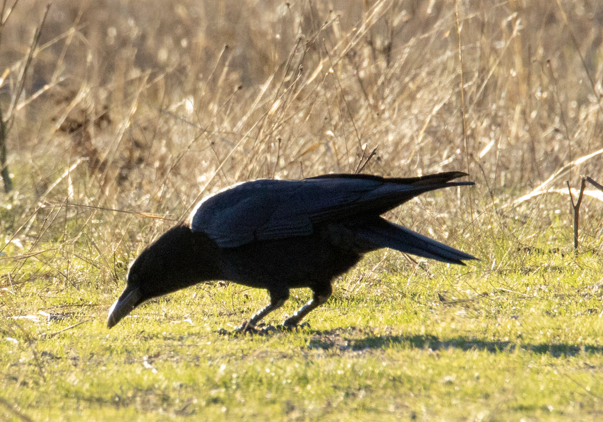 Чёрная ворона - ML645932409