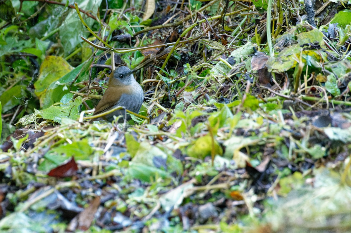 Black-billed Nightingale-Thrush - ML645932418