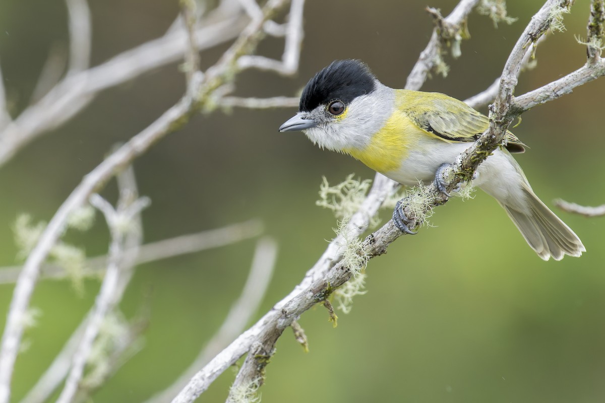 Green-backed Becard - ML645932420