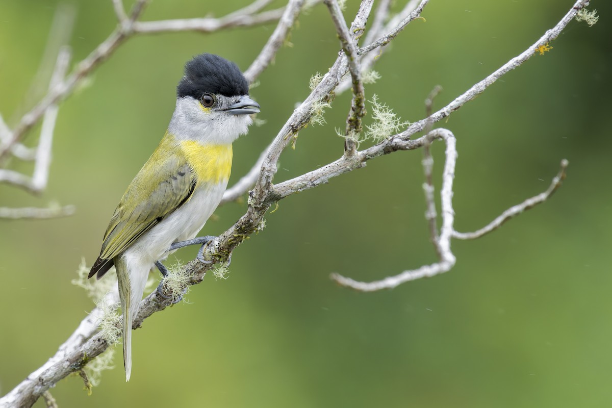 Green-backed Becard - ML645932421