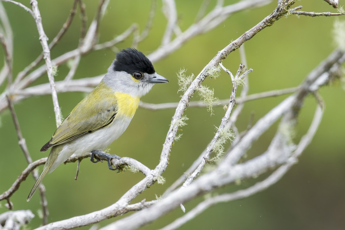 Green-backed Becard - ML645932422