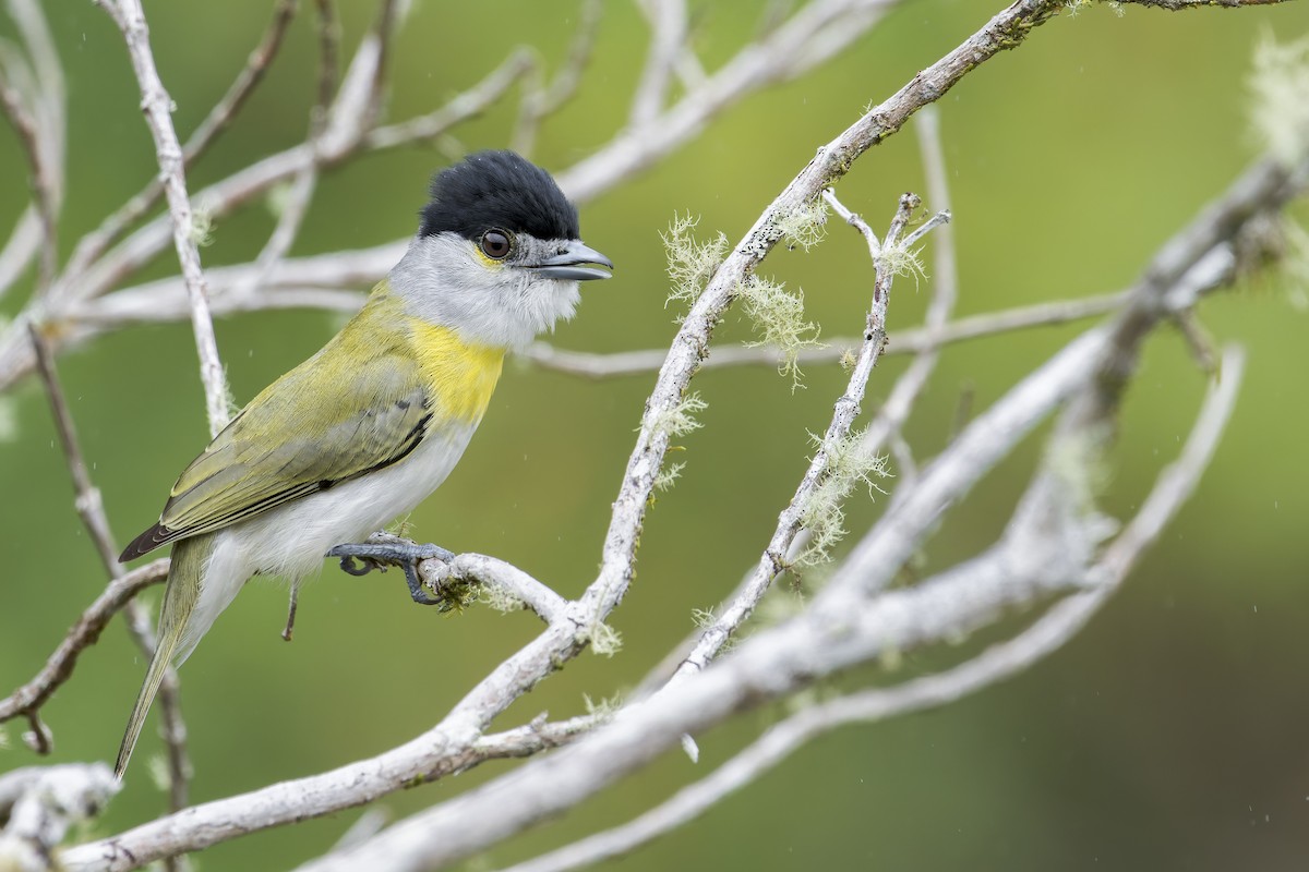 Green-backed Becard - ML645932423