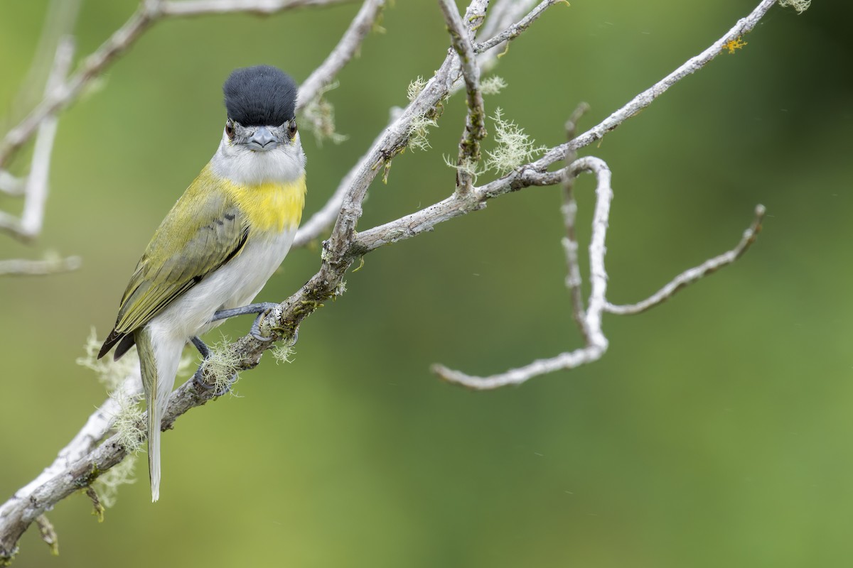 Green-backed Becard - ML645932424