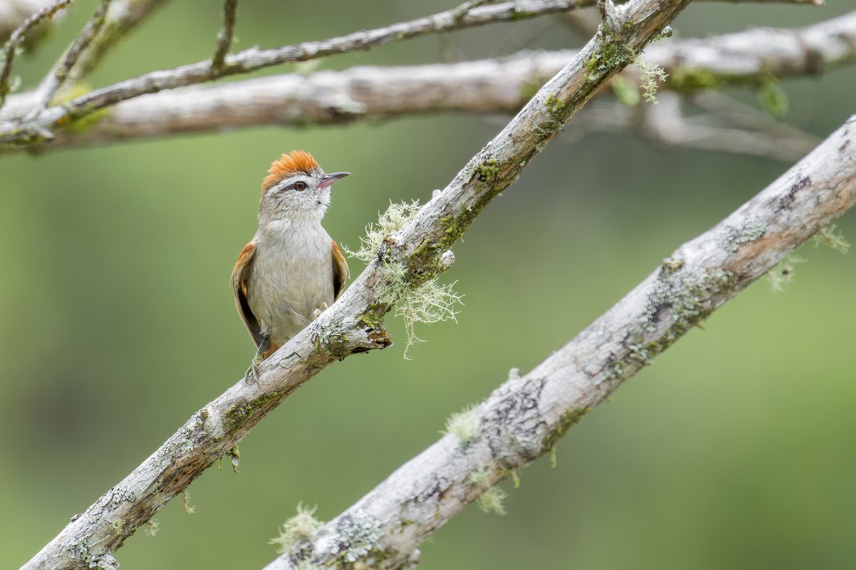 Pallid Spinetail - ML645932429