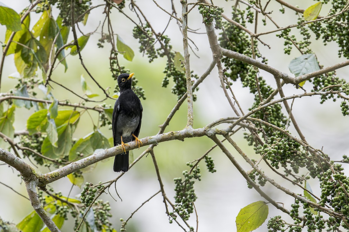 Yellow-legged Thrush - ML645932433